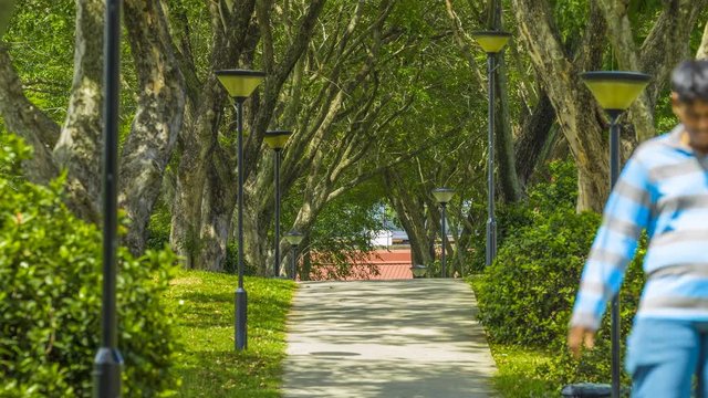 Footage 4k Timelapse, People and tourists walking through long parkway lined by old tree tunnel of the park, Walkway many green trees that act as a green tunnel.
