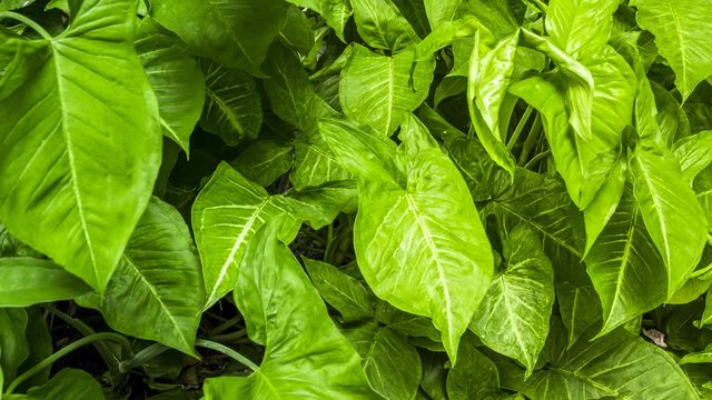 Footage 4k Hyperlapse, Fresh green leaves on a tree sway in the wind, Beautiful background pattern of green leaves, Lush foliage, greenery in a paradise garden. Abstract natural dark green jungle.