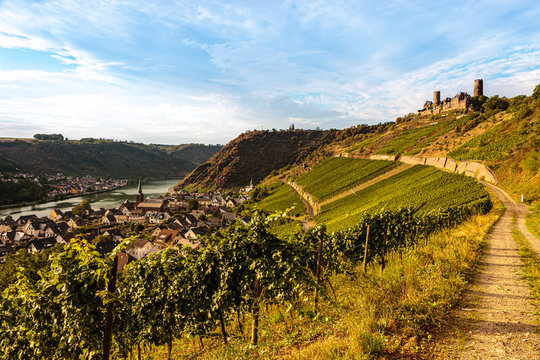 Weinterrassen und Burg Thurant in Alken an der Mosel