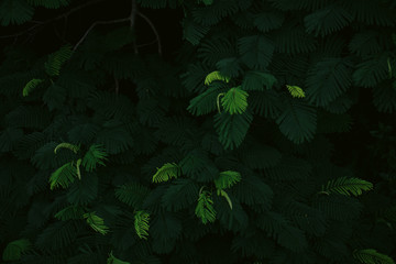 green fern leaves in the forest abstract