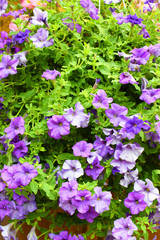 Violet petunia flowers bloom in summer garden, close-up view.
