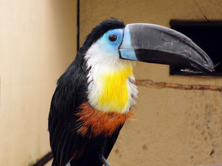blue and yellow macaw ara park of birds Kaluga Russia