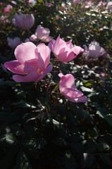 Light Pink Flower of Rose 'Brushing Knock Out' in Full Bloom
