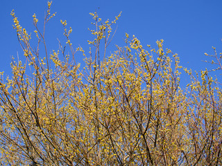 branches of blossoming willow