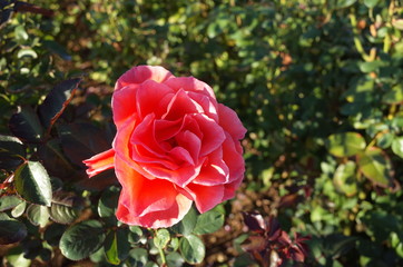 Orange Flower of Rose 'Candelabra' in Full Bloom

