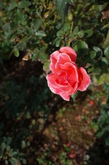 Orange Flower of Rose 'Candelabra' in Full Bloom
