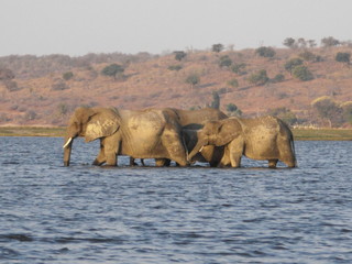 Naklejka premium African elephants crossing the Zambezi river