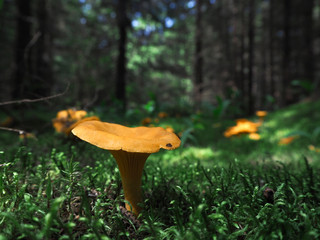 Close-up of a small orange chanterelle on a slender stem among green grass in a beautiful forest on a clear day. An edible mushroom in its natural environment. Pine forest, glade. Fauna of russia.