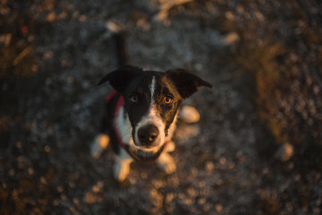 cute black and white border collie puppy looking up at the camera sitting at sunset