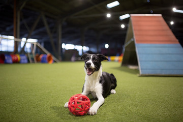 cute black and white border collie puppy looking happy  lying down in a dog agility hall