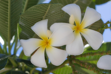 Fototapeta na wymiar This unique photo shows white yellow frangipani blossoms on a green bush in the middle of the Thai nature on a sunny morning
