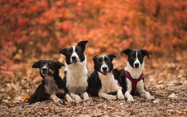 Naklejka na ściany i meble four border collie dogs lying down next to each other among red orange autumn leaves