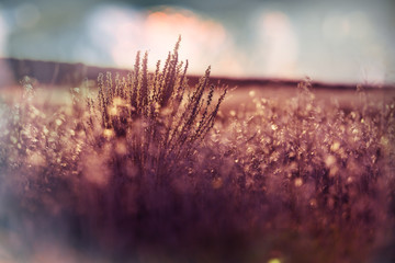 Obraz premium Autumn meadow