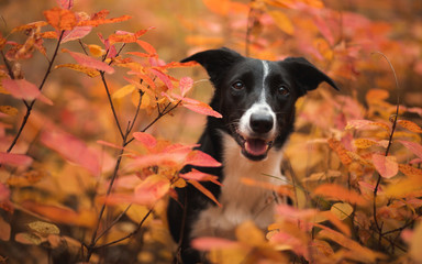 cute black and white border collie looking happy at the camera among red orange autumn leaves