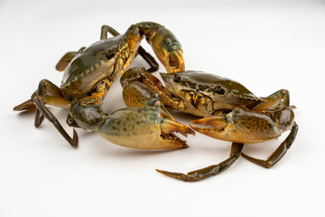 Raw fresh crab isolated on white background