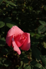 Light Pink Flower of Rose 'Carina' in Full Bloom
