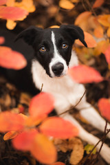 cute black and white border collie puppy looking up at the camera among red orange autumn leaves