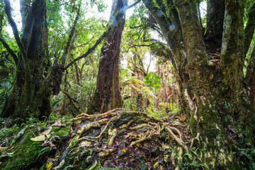 New Zealand forest