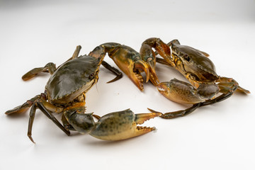 Raw fresh crab isolated on white background