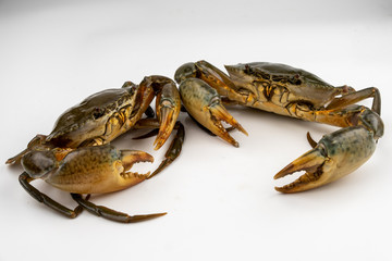 Raw fresh crab isolated on white background