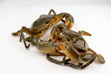 Raw fresh crab isolated on white background