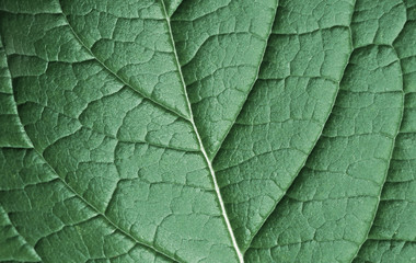 green leaf texture