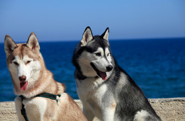 portrait two mammal race dogs purebred husky by the sea