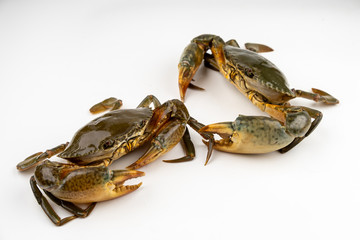 Raw fresh crab isolated on white background