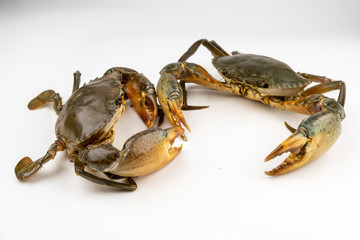 Raw fresh crab isolated on white background