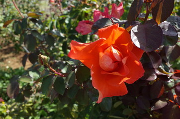 Orange Flower of Rose 'Cary Grant' in Full Bloom
