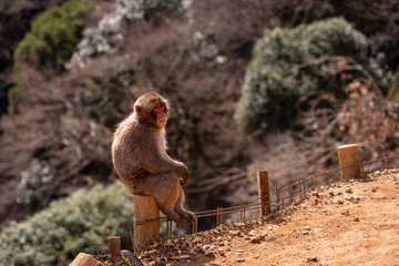 Japanese monkeys at Arashiyama in Kyoto