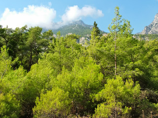 Forest in the Taurus Mountains in Turkey
