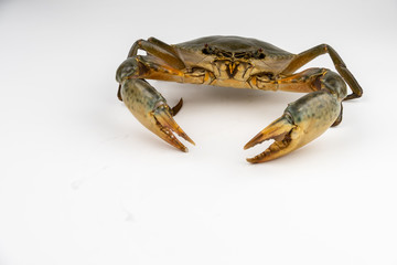 Raw fresh crab isolated on white background