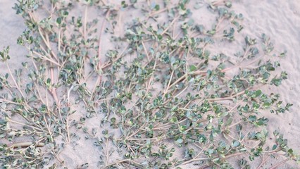 lavender field in provence france