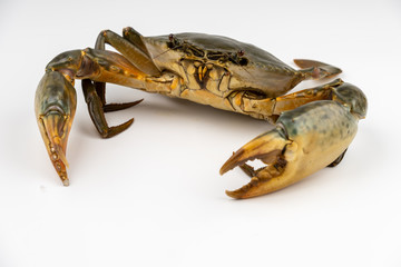 Raw fresh crab isolated on white background