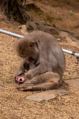 Fototapeta premium Japanese monkeys at Arashiyama in Kyoto
