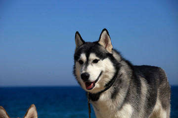 portrait mammal race dog purebred husky by the sea