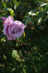 Light Purple Flower of Rose 'Charles de Gaulle' in Full Bloom
