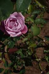Light Purple Flower of Rose 'Charles de Gaulle' in Full Bloom
