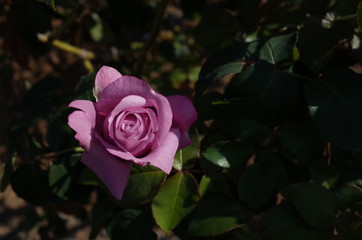 Light Purple Flower of Rose 'Charles de Gaulle' in Full Bloom
