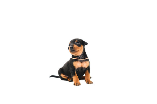 A little puppy of zwergpincher on white background.