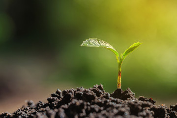 Seedlings on natural blurred background