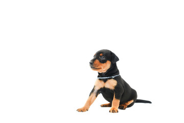 A little puppy of zwergpincher on white background.