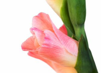 Close-up of a flower on a stem of beautiful gladioli on a white background	