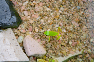 夏のアマガエルの子供
