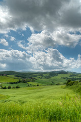 Fototapeta premium piękny krajobraz wzgórzu w Toskanii na wiosnę z pola pszenicy