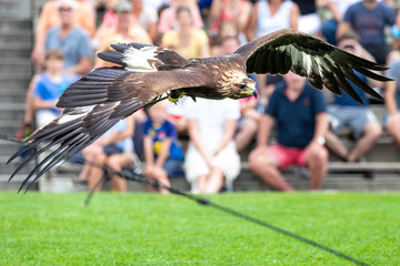 Close up of an eagle flying with its wings spread open, against an out of focus background with a crowd of onlookers