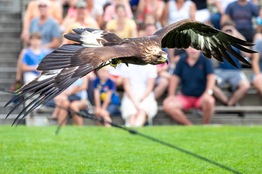 Close Up Of An Eagle Flying With Its Wings Spread Open, Against An Out Of Focus Background With A Crowd Of Onlookers