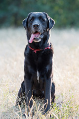 Black labrador in the park.