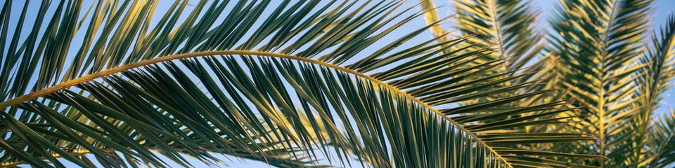 high resolution palm branch panoramic view